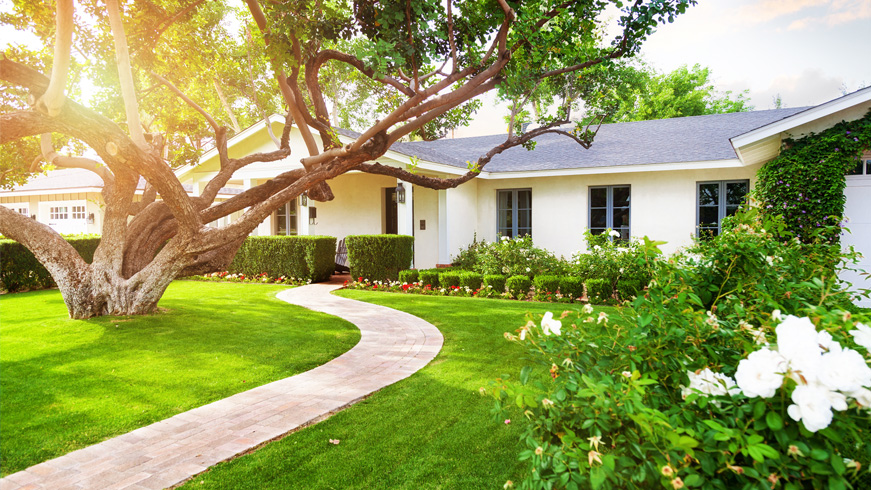 A charming single-story house with a white facade and a gray roof is surrounded by lush greenery. A large, sprawling tree with curved branches shades the front yard. A curved brick pathway leads to the entrance, flanked by well-maintained shrubs and vibrant flowers.